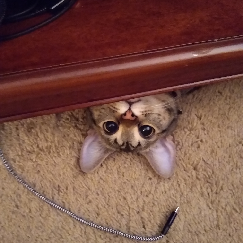 Meet your Posher, Lea